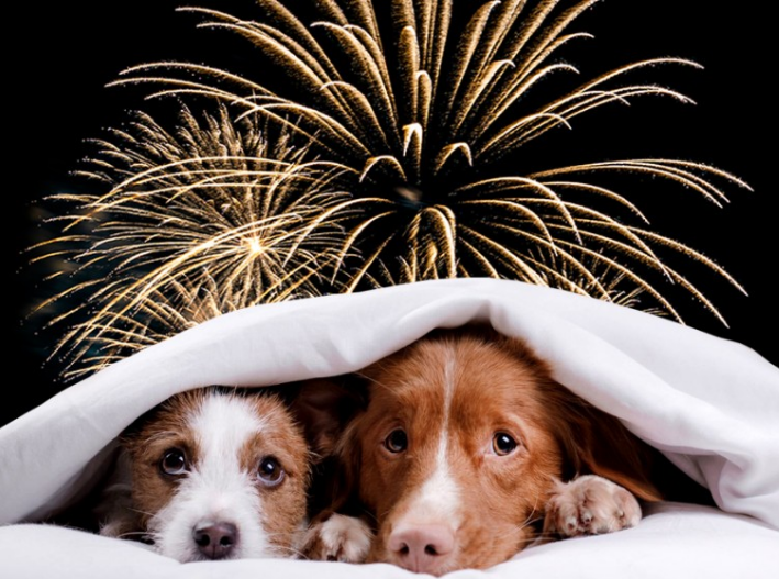 Llegó septiembre y también los cohetes: prepara a tus mascotas para las Fiestas Patrias
