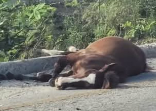 Caballo suelto desencadena doble tragedia en la carretera 307