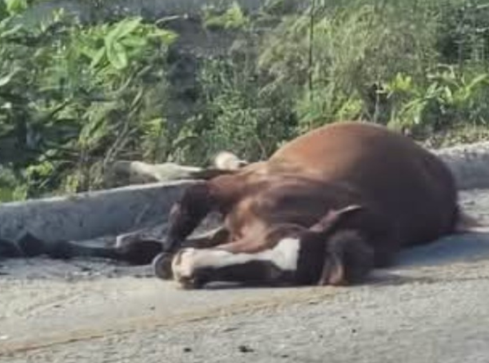 Caballo suelto desencadena doble tragedia en la carretera 307