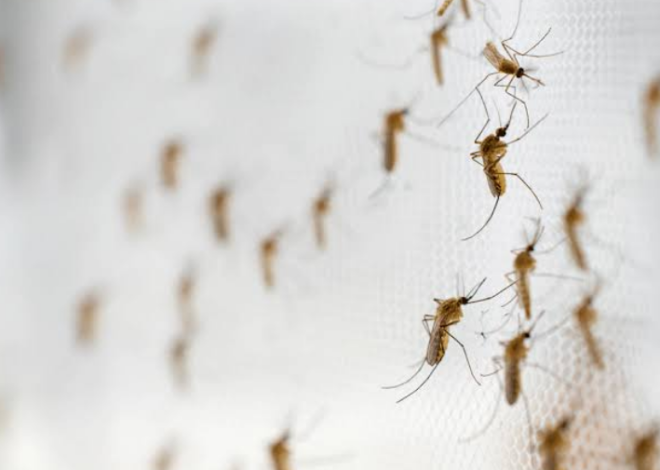 ¿Muchos mosquitos en casa? Cinco acciones para reducir el riesgo de dengue