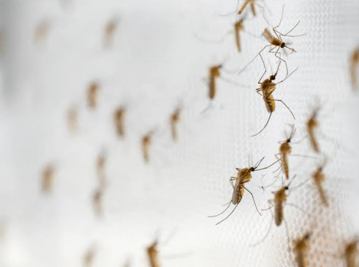 ¿Muchos mosquitos en casa? Cinco acciones para reducir el riesgo de dengue