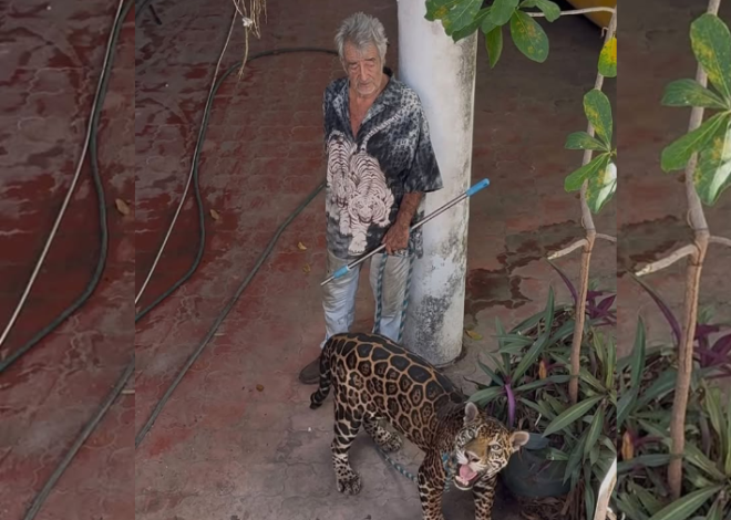 Lanzan petición en Change.org para apoyar a “Pepe el Tigre” y saber de sus jaguares