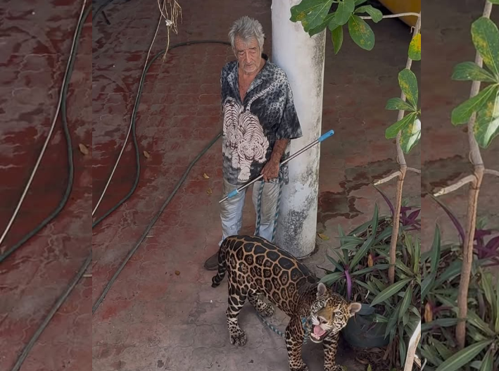 Lanzan petición en Change.org para apoyar a “Pepe el Tigre” y saber de sus jaguares