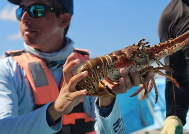 Pesca furtiva abarata hasta 300 pesos el kilo de langosta en Tulum