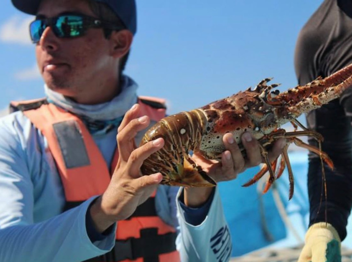 Pesca furtiva abarata hasta 300 pesos el kilo de langosta en Tulum