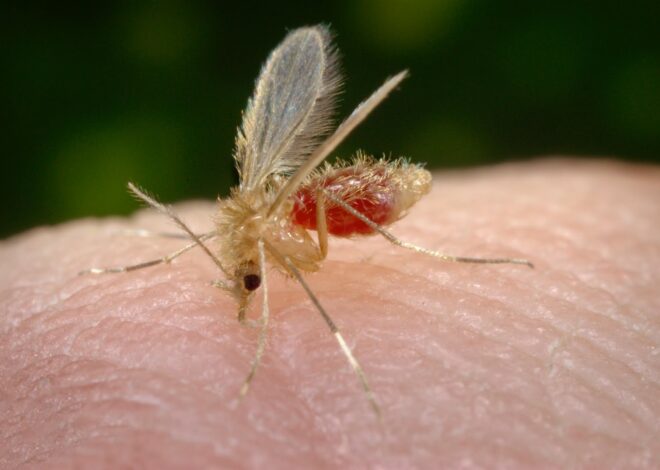 Casos de leishmaniasis en Quintana Roo suman 308 en lo que va de 2026