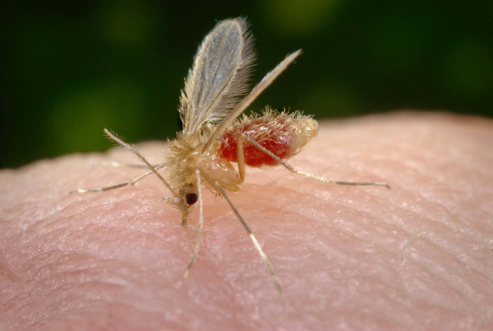 Casos de leishmaniasis en Quintana Roo suman 308 en lo que va de 2026