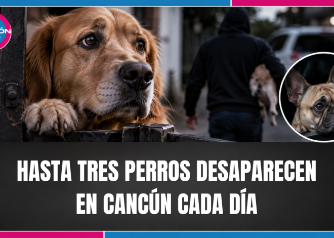Alertan por robo de perros de raza en Cancún