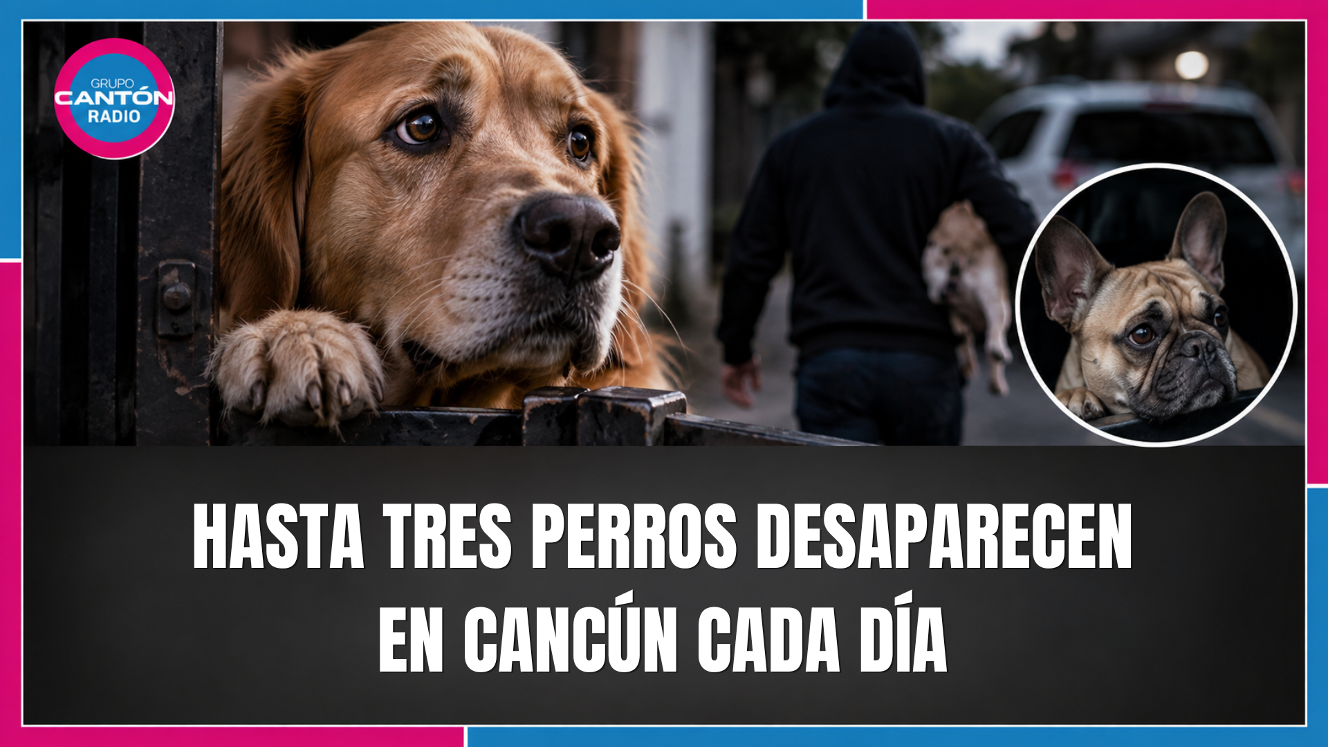 Alertan por robo de perros de raza en Cancún