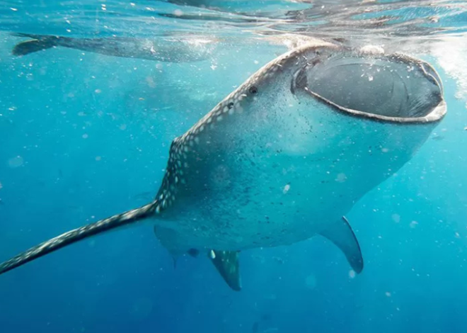 Última llamada para ver al tiburón ballena: la temporada termina en pocos días