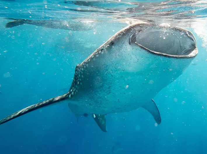 Última llamada para ver al tiburón ballena: la temporada termina en pocos días