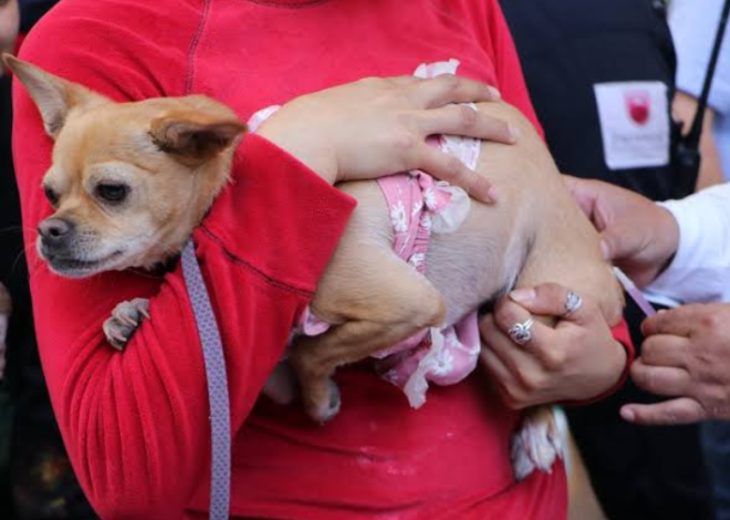 ¿Tienes perro o gato? Vacúnalo gratis contra la rabia este viernes en Cancún