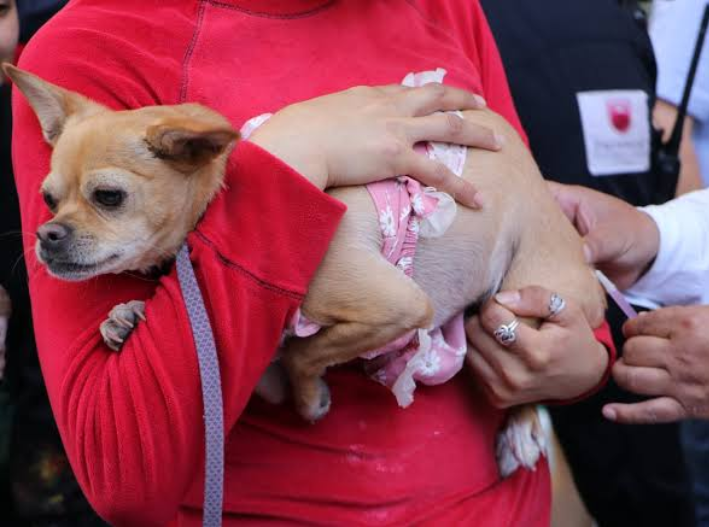 ¿Tienes perro o gato? Vacúnalo gratis contra la rabia este viernes en Cancún
