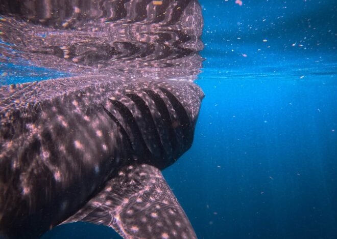 Holbox sin gigantes: el tiburón ballena se esfuma y tambalea el turismo