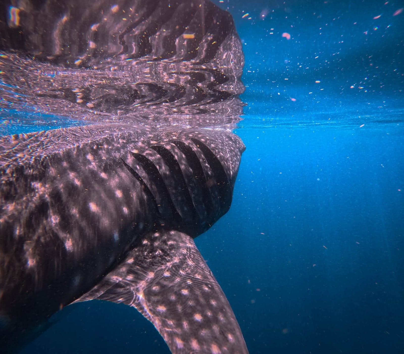Holbox sin gigantes: el tiburón ballena se esfuma y tambalea el turismo