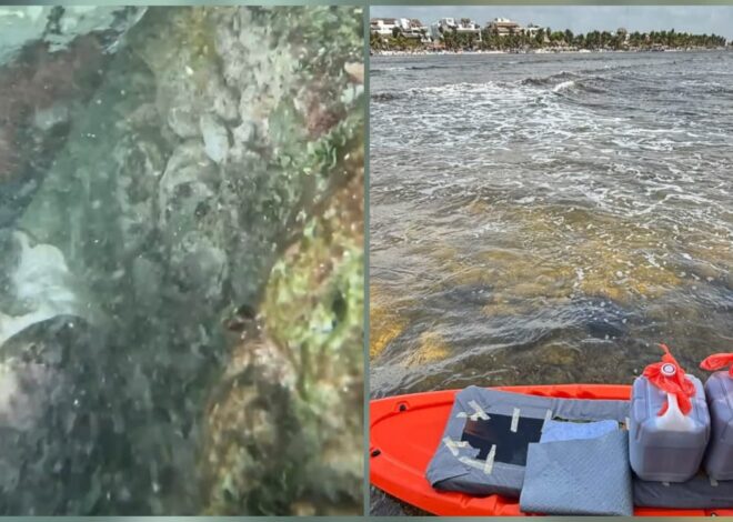 ¿Yate encallado dañó corales en Mahahual? Esto encontraron