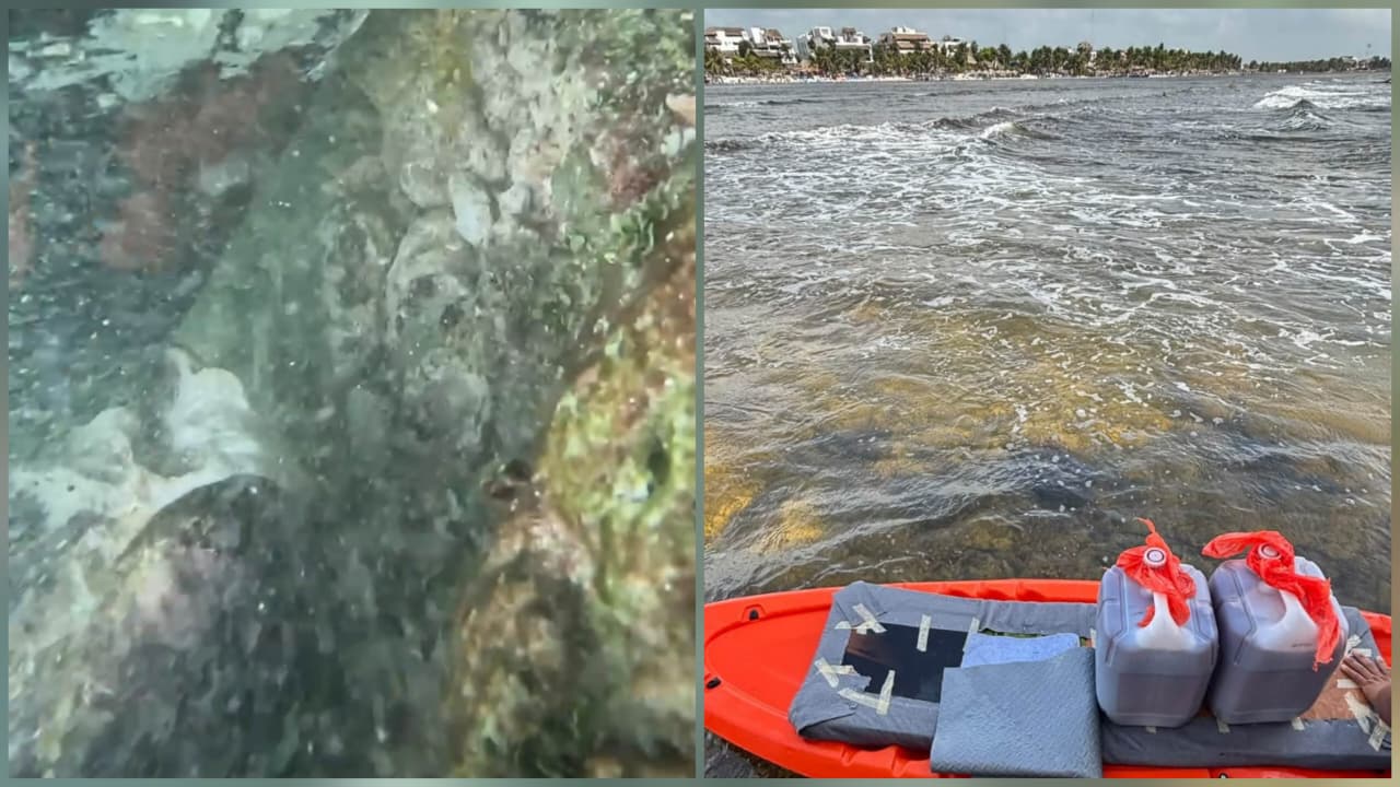 ¿Yate encallado dañó corales en Mahahual? Esto encontraron