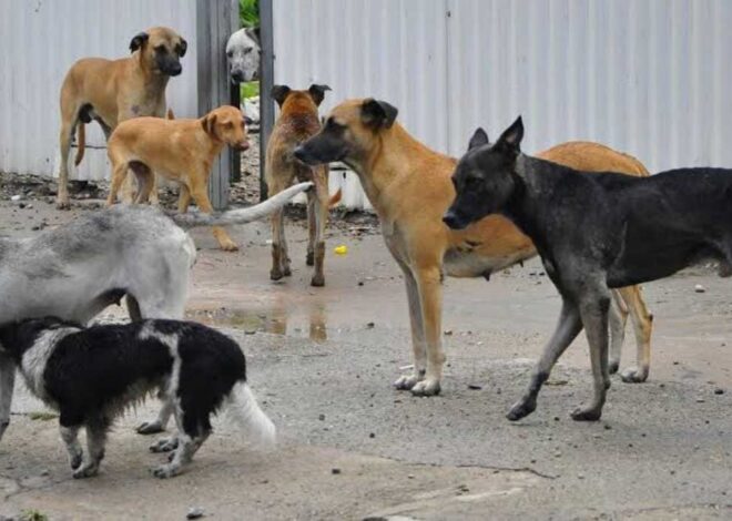 ¿Cárcel por abandonar una mascota? Esto proponen en Quintana Roo