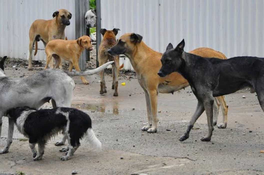 ¿Cárcel por abandonar una mascota? Esto proponen en Quintana Roo