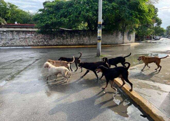 Alarmante aumento de jaurías de perros en Tulum