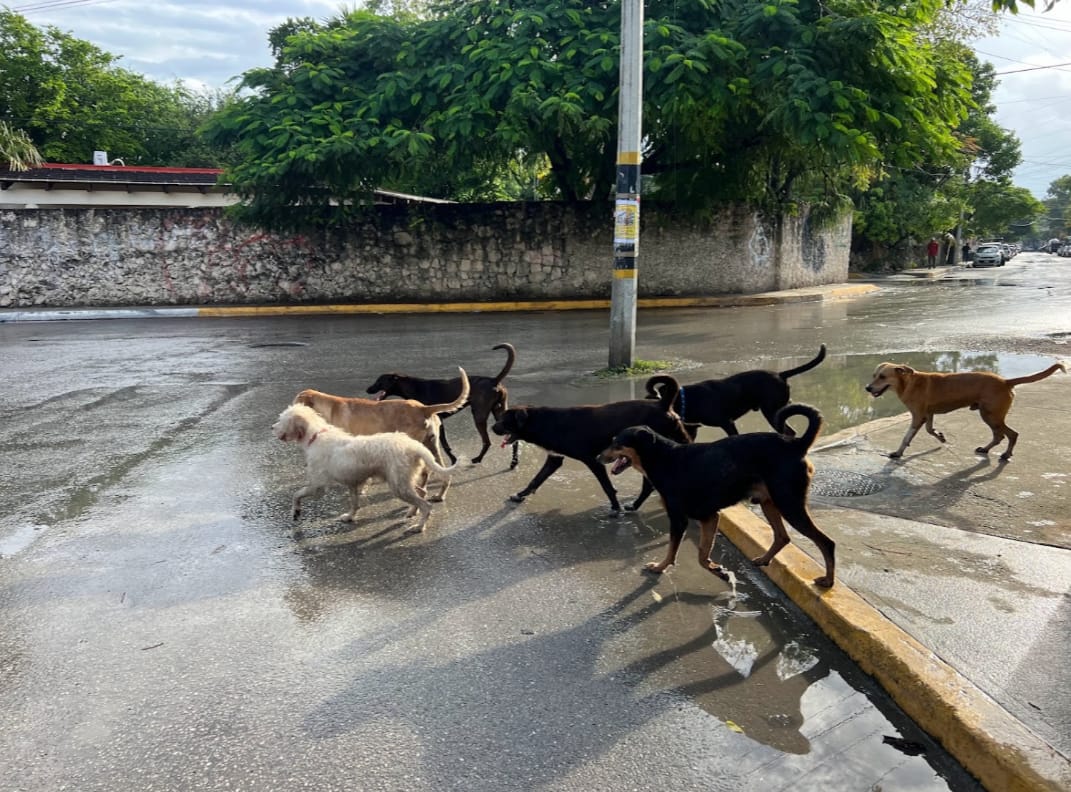 Alarmante aumento de jaurías de perros en Tulum
