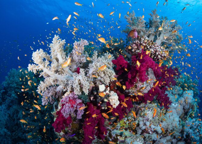 ¿Sabías que el coral “oro del arrecife” ayuda a proteger las costas de Q Roo?