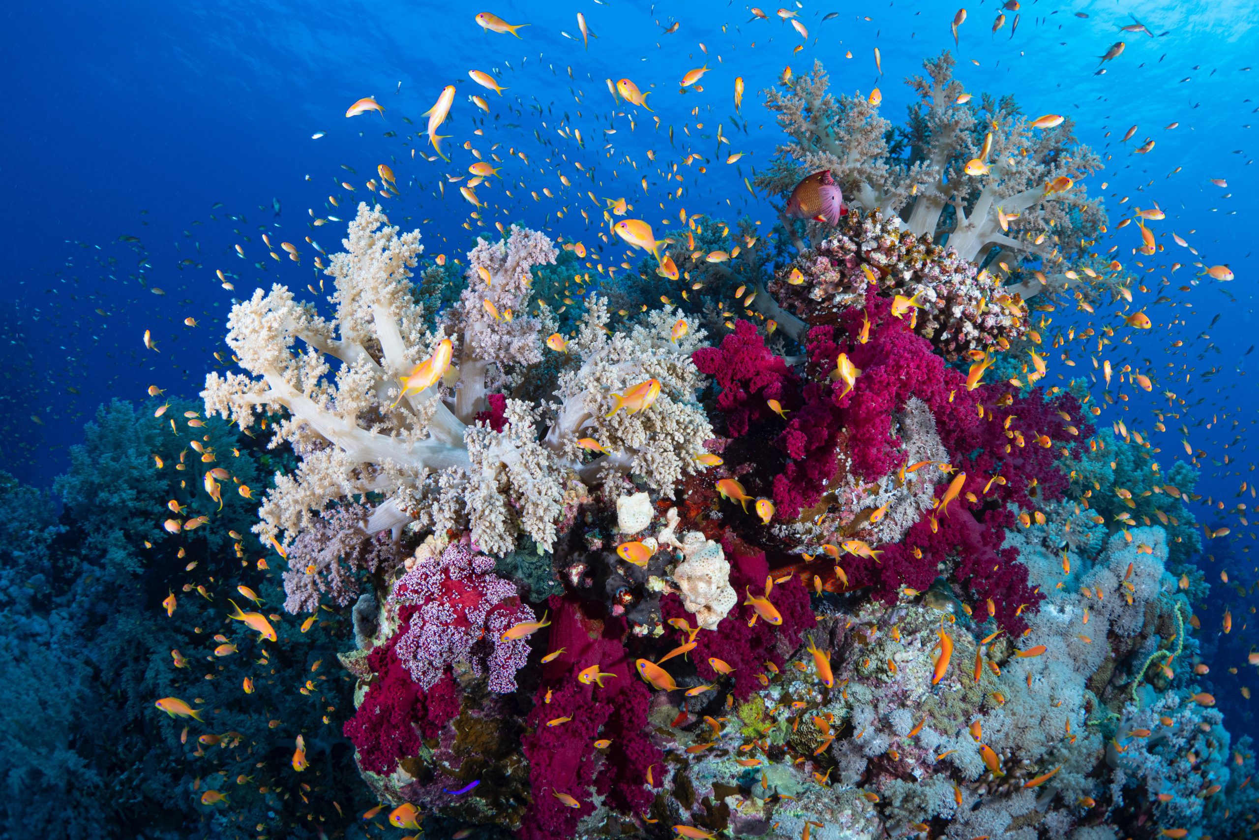 ¿Sabías que el coral “oro del arrecife” ayuda a proteger las costas de Q Roo?