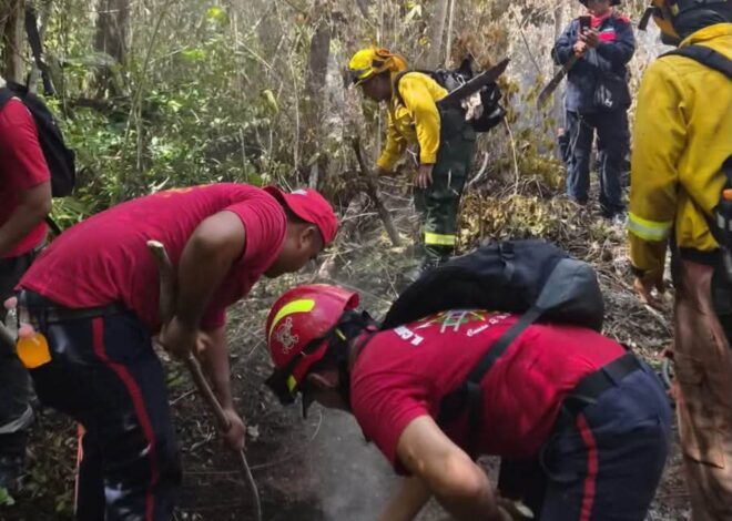 Reportan 75 % de avance en liquidación de incendio forestal en Cancún