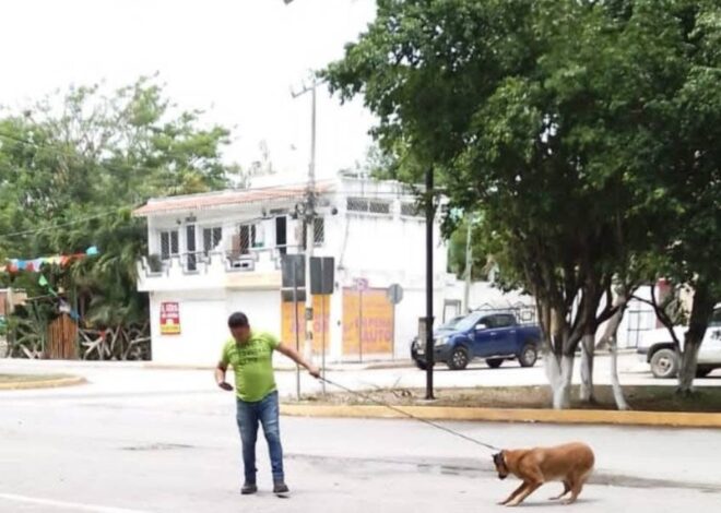 Denuncian presunto confinamiento de perro en caseta policial de Tulum