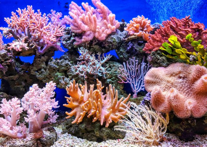 Arrecifes de Cozumel: barrera de vida y joya del turismo marino caribeño