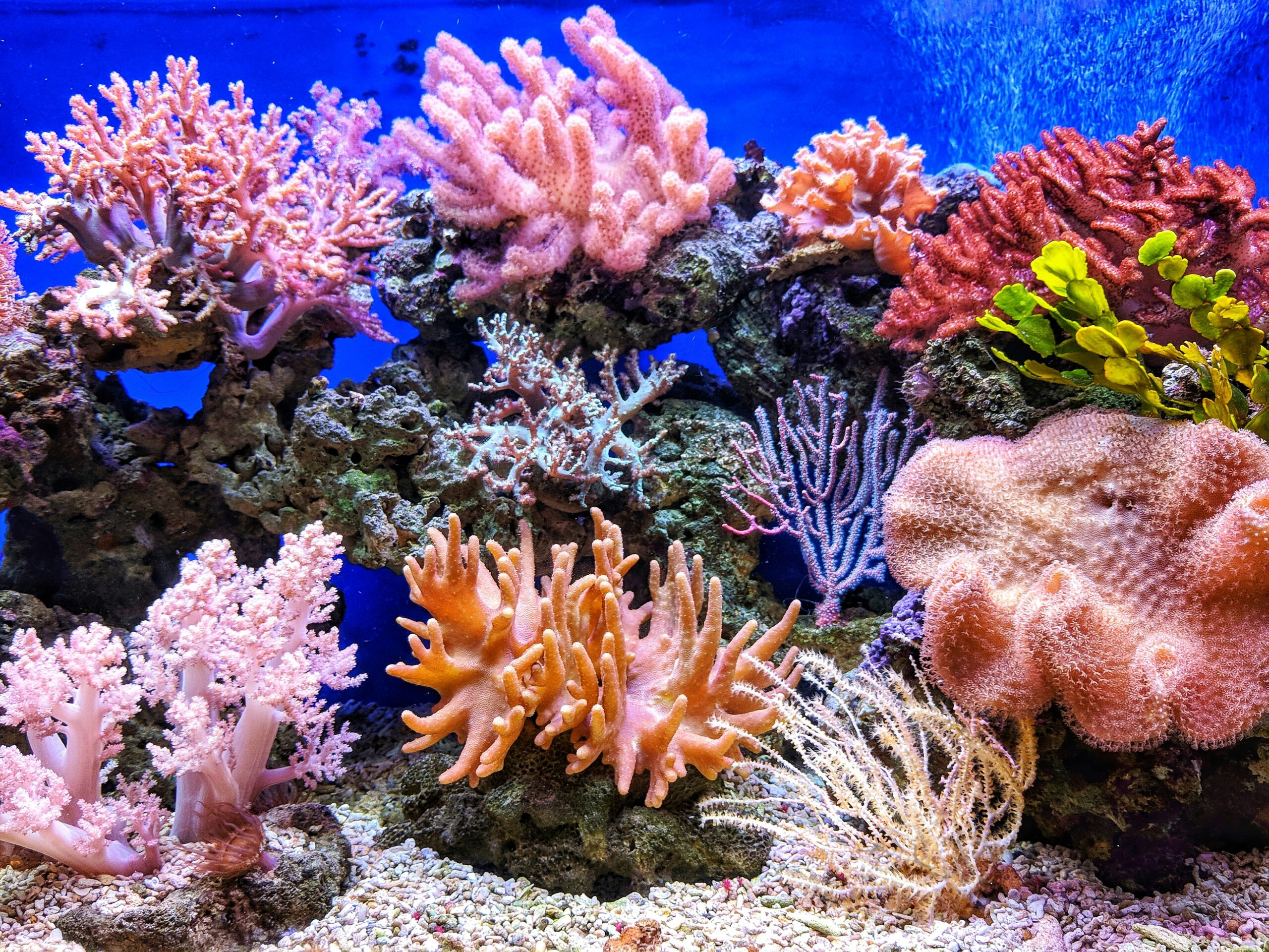 Arrecifes de Cozumel: barrera de vida y joya del turismo marino caribeño
