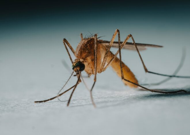 Quintana Roo ocupa el tercer lugar nacional en nuevos casos de dengue