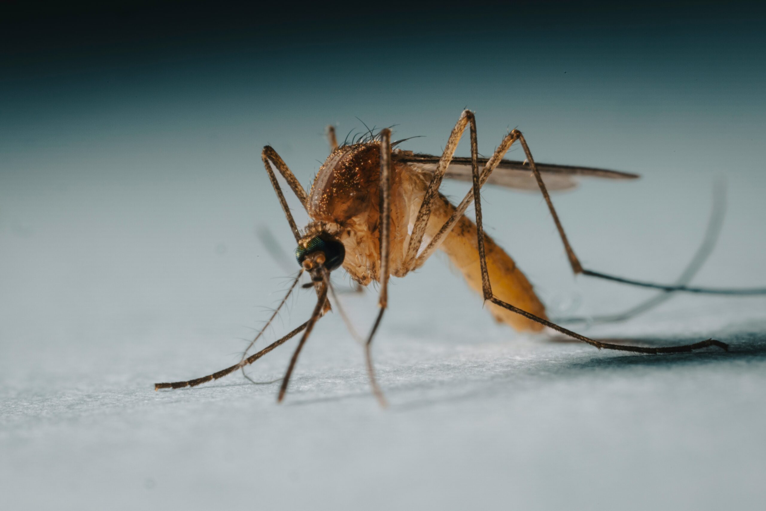 Quintana Roo ocupa el tercer lugar nacional en nuevos casos de dengue