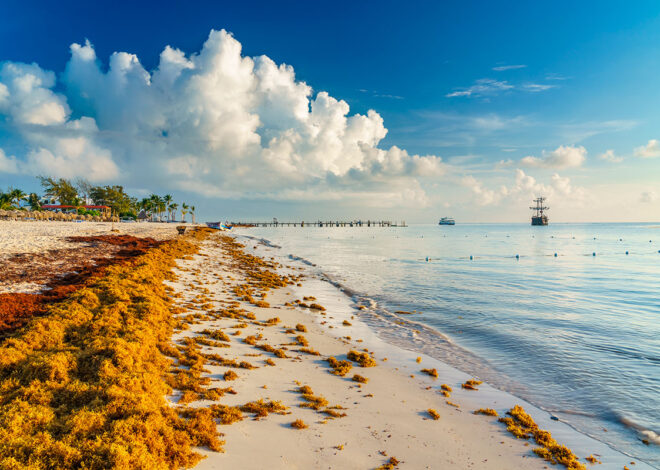 Puerto Morelos será la sede de la transformación del sargazo