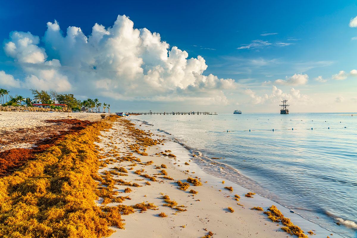 Puerto Morelos será la sede de la transformación del sargazo