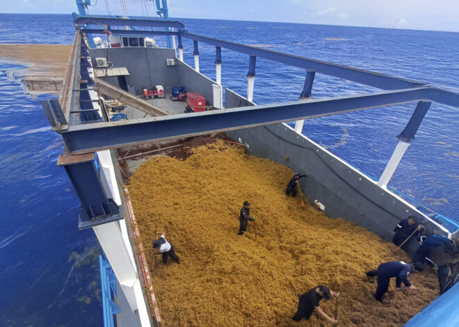 ¡A frenar el sargazo! Marina refuerza operativo en Quintana Roo