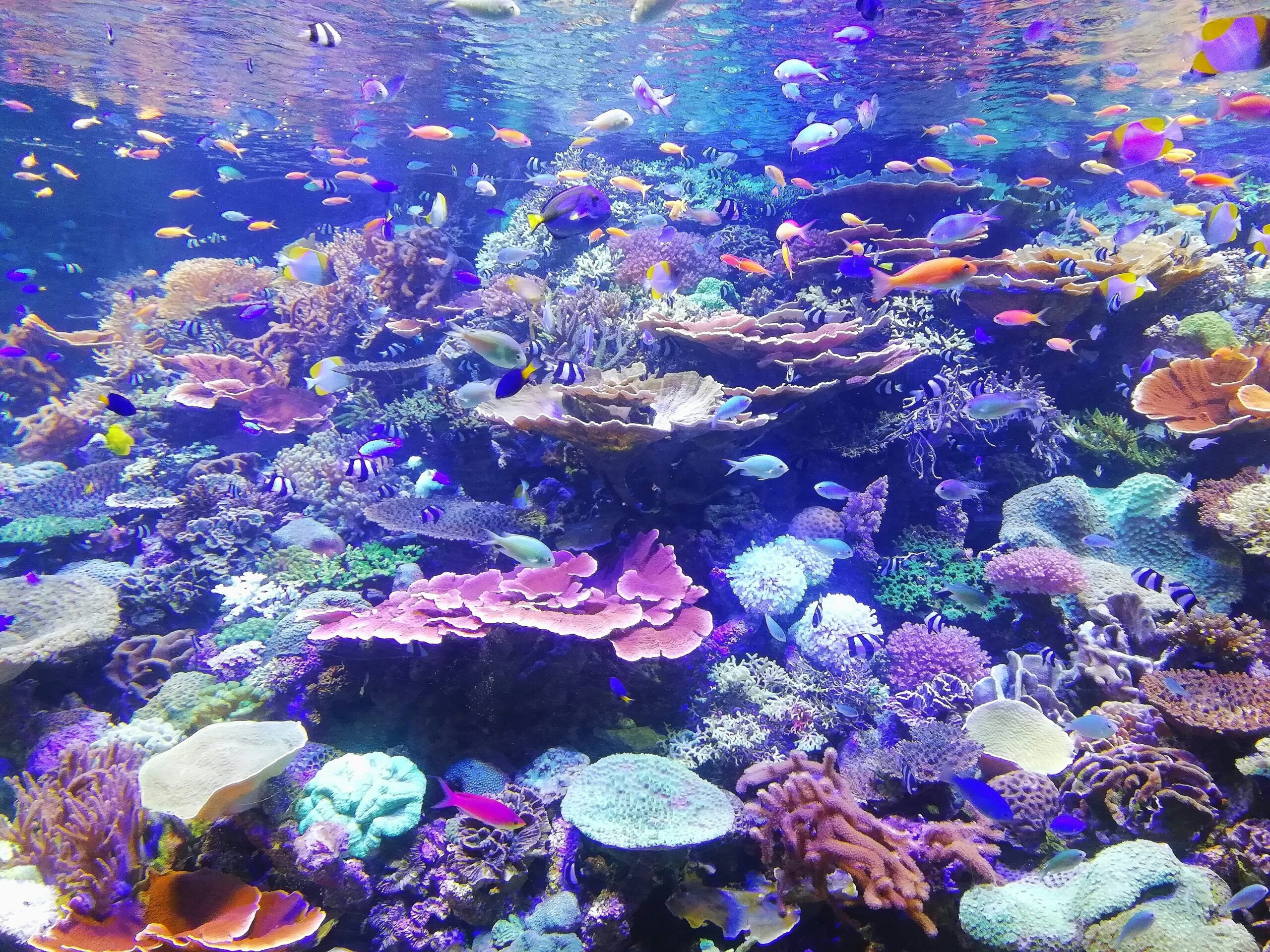 Caída de 40% en visitantes afecta conservación de parques en Cancún