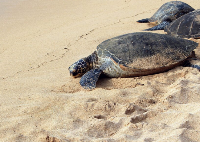 Más de 163 mil tortugas llegan al mar en Playa del Carmen; aún quedan dos meses de temporada