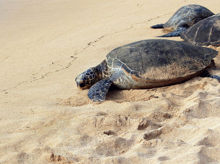 Más de 163 mil tortugas llegan al mar en Playa del Carmen; aún quedan dos meses de temporada