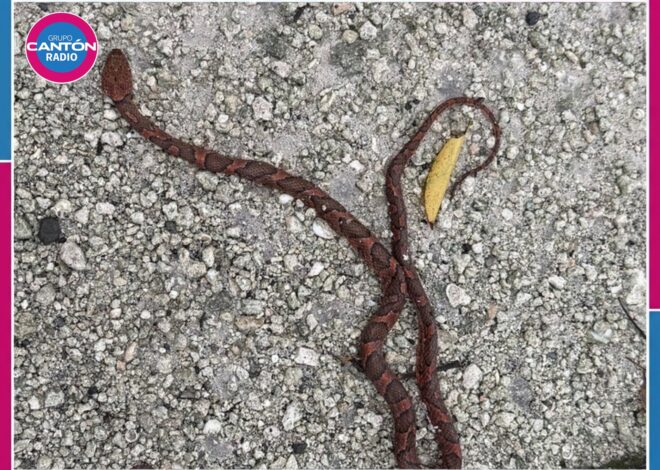 Alerta Ecología por incremento de fauna silvestre atropellada en Cozumel