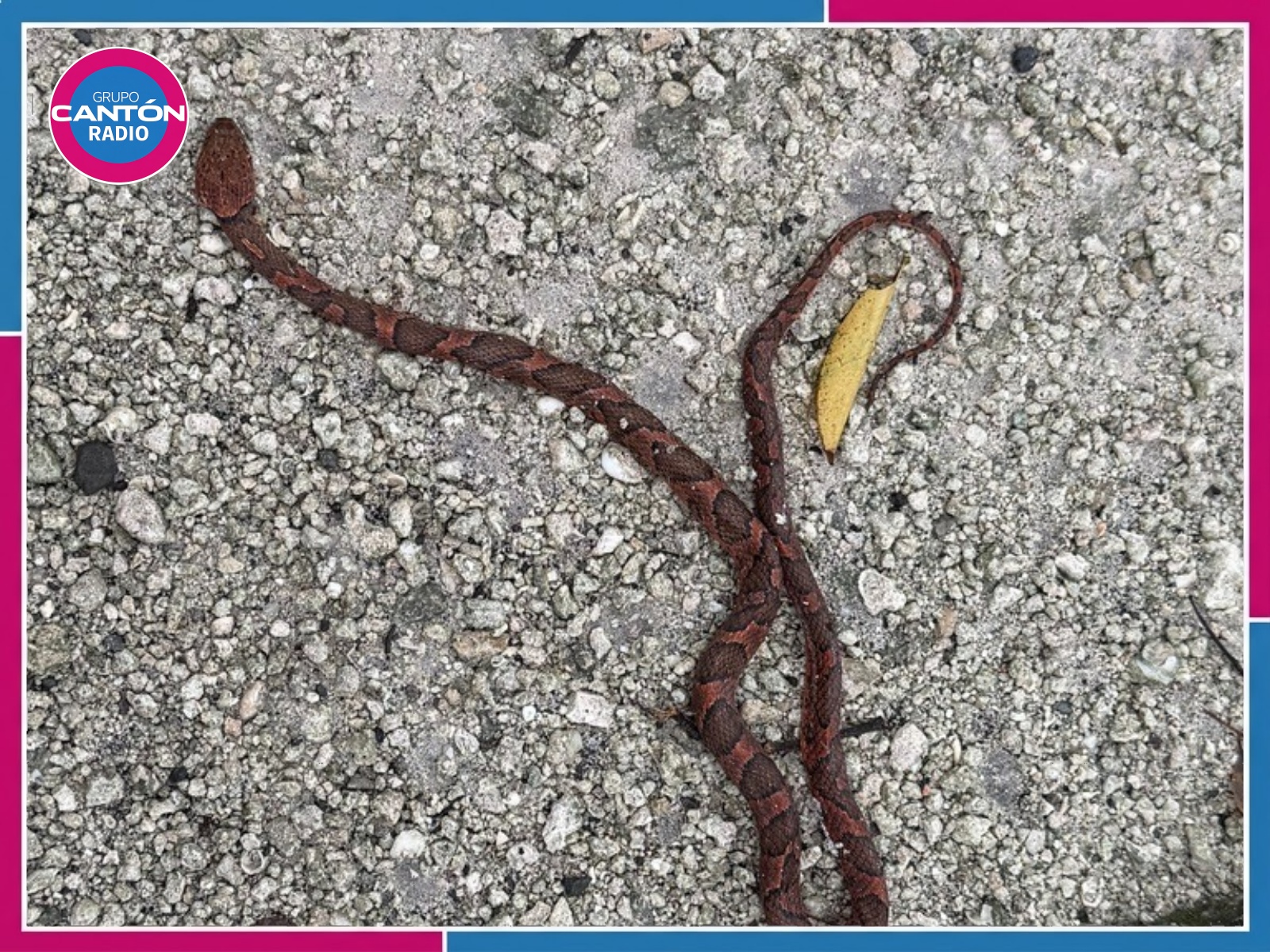 Alerta Ecología por incremento de fauna silvestre atropellada en Cozumel
