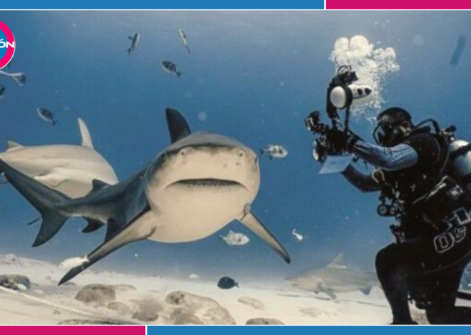 Buscan distintivo para buceo con tiburón toro en Playa del Carmen