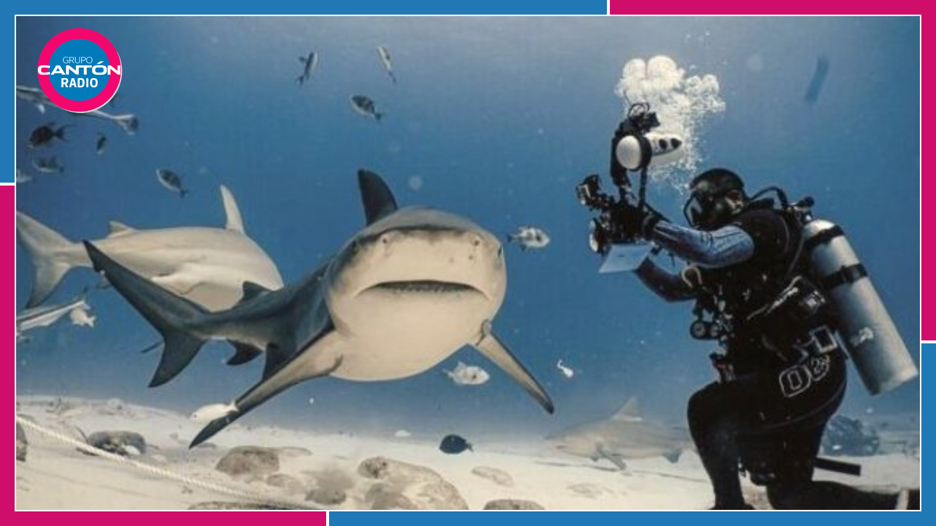 Buscan distintivo para buceo con tiburón toro en Playa del Carmen