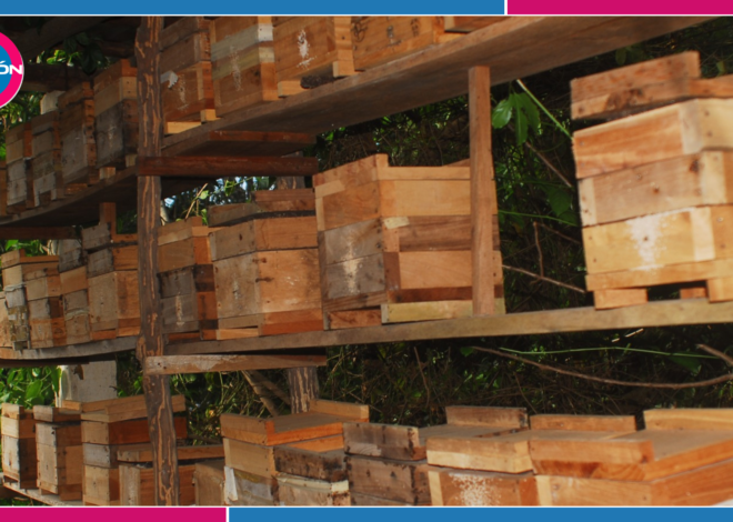 Destrucción de selva amenaza a las abejas meliponas en Quintana Roo