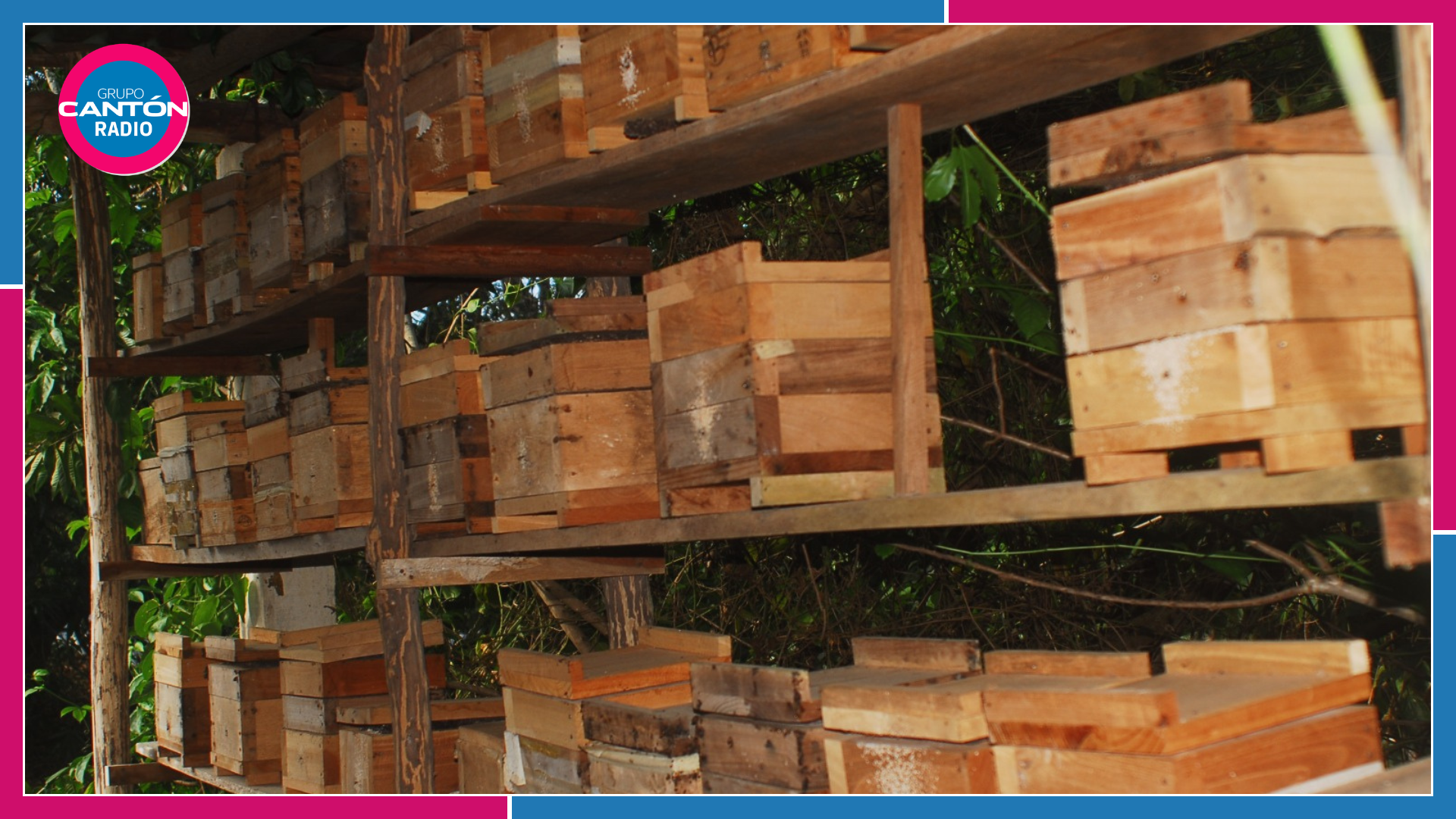 Destrucción de selva amenaza a las abejas meliponas en Quintana Roo