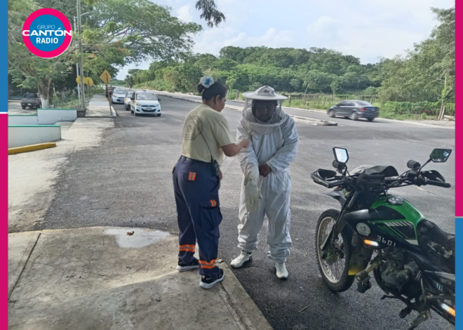Enjambre de abejas africanas atacan a alumnos de bachilleres