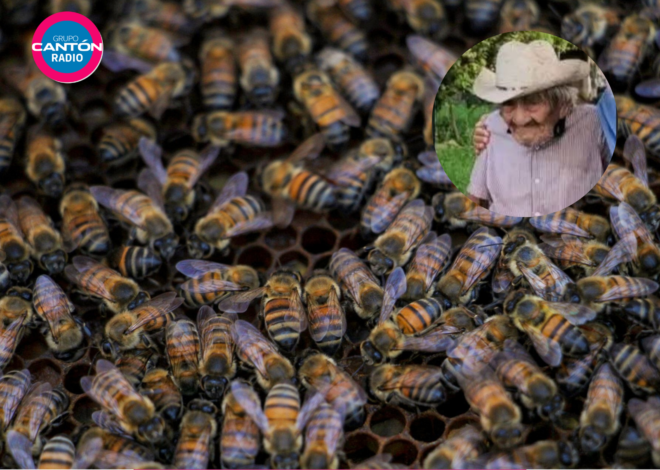 Muere adulto mayor tras ataque de abejas africanas al sur de Quintana Roo