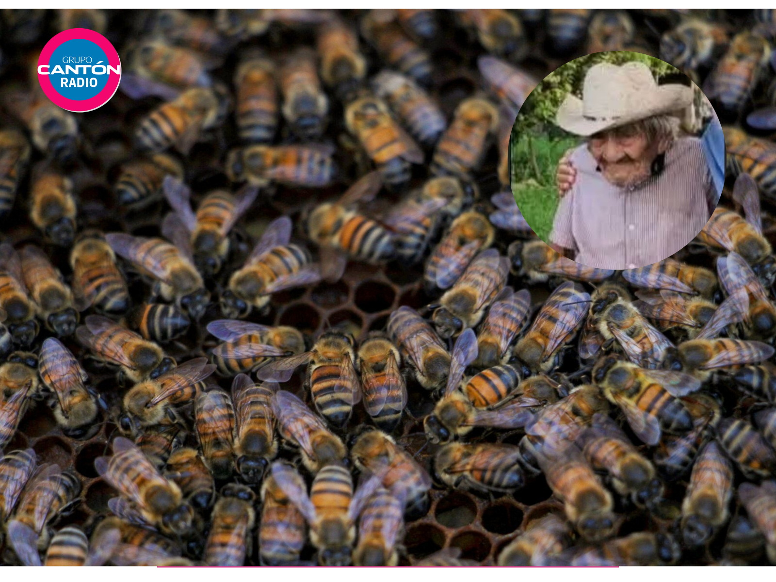 Muere adulto mayor tras ataque de abejas africanas al sur de Quintana Roo