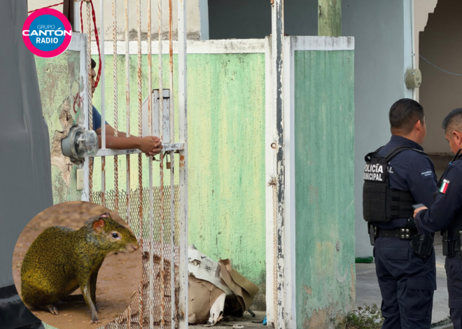 Hallan siete sereques en una casa en el fraccionamiento Villas Otoch