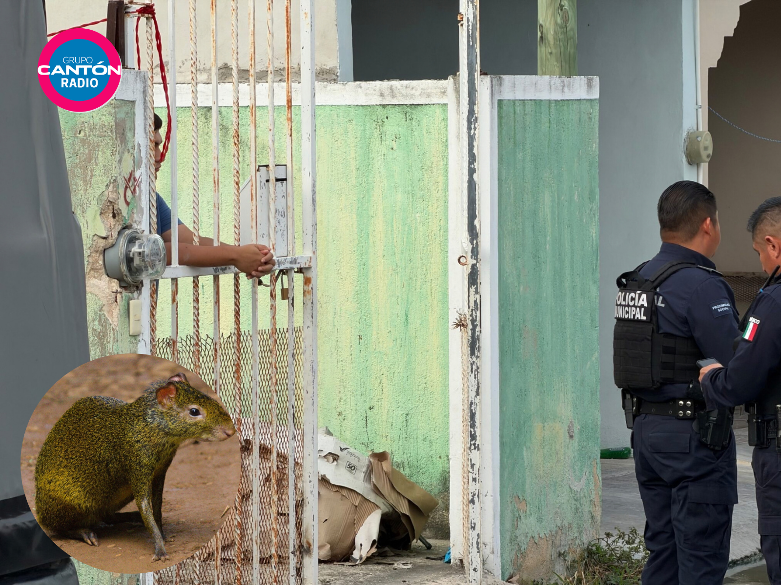 Hallan siete sereques en una casa en el fraccionamiento Villas Otoch